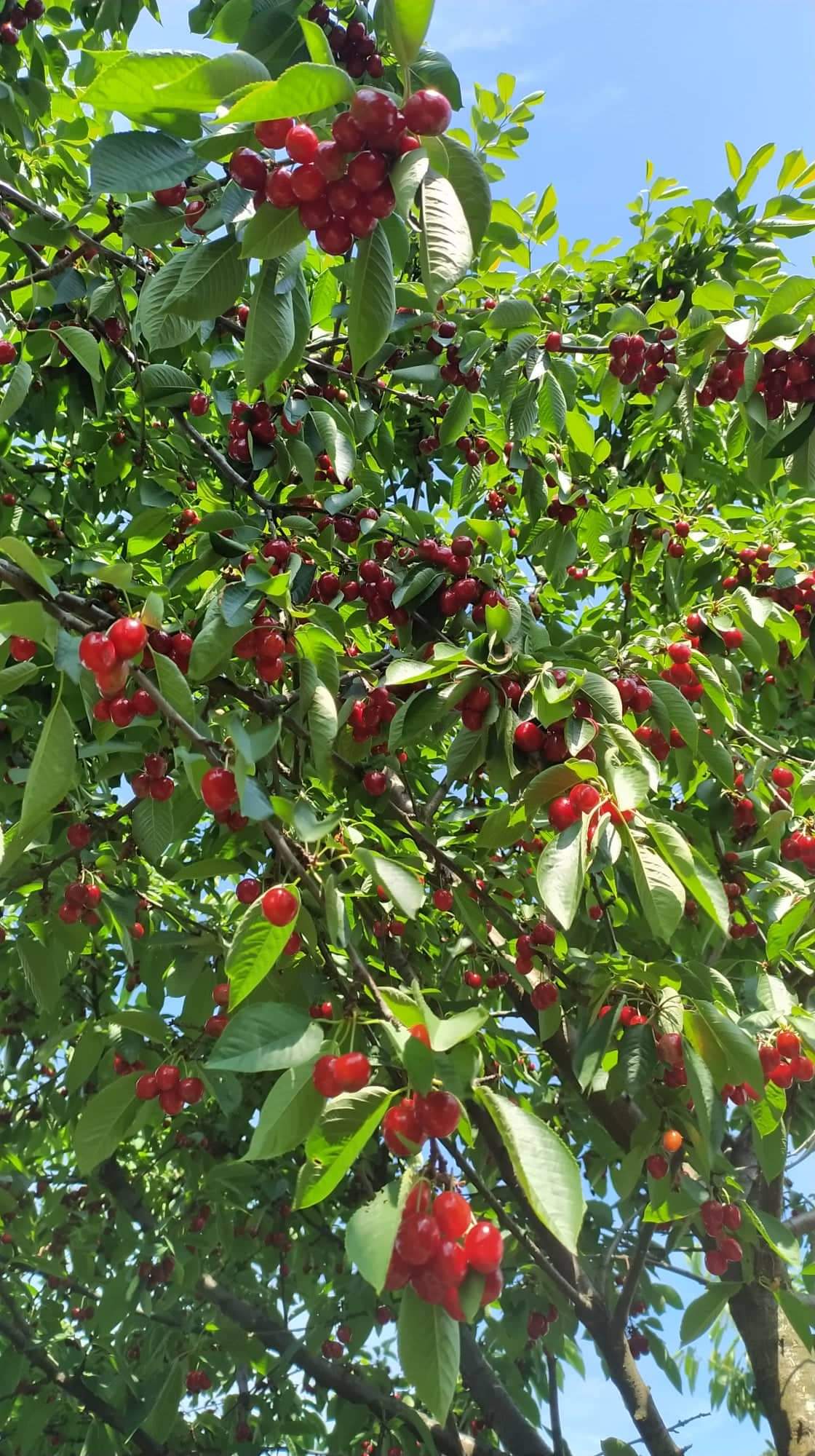 received_2930870840485130