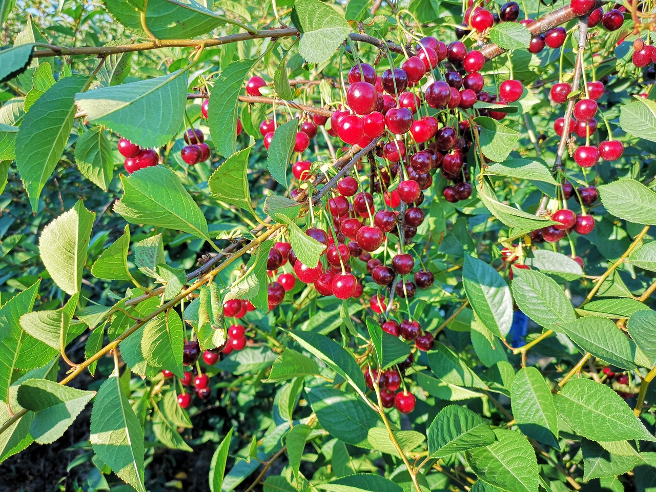 IMG_20190726_072334_Easy-Resize.com-4