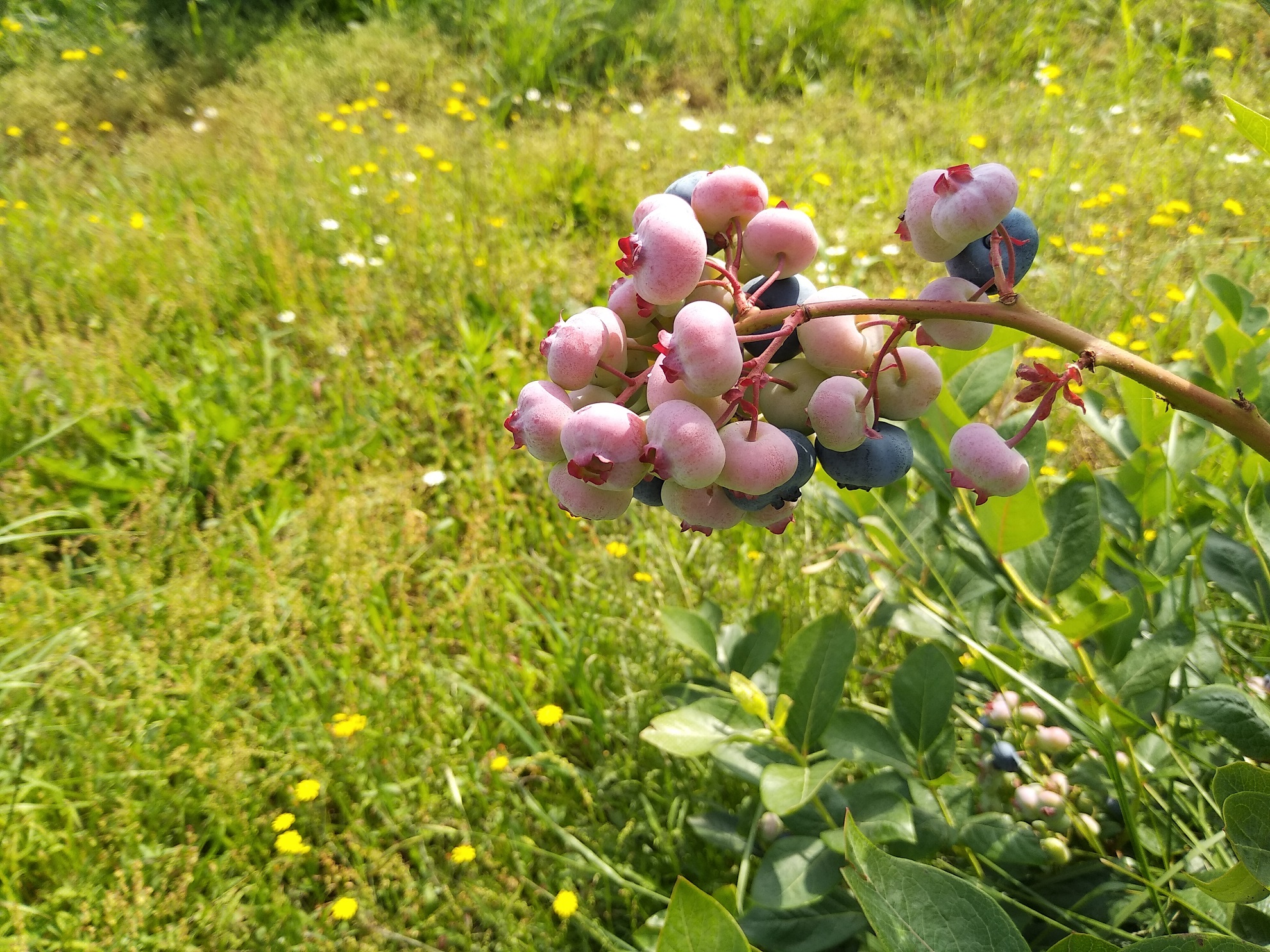 IMG_20210722_1054271