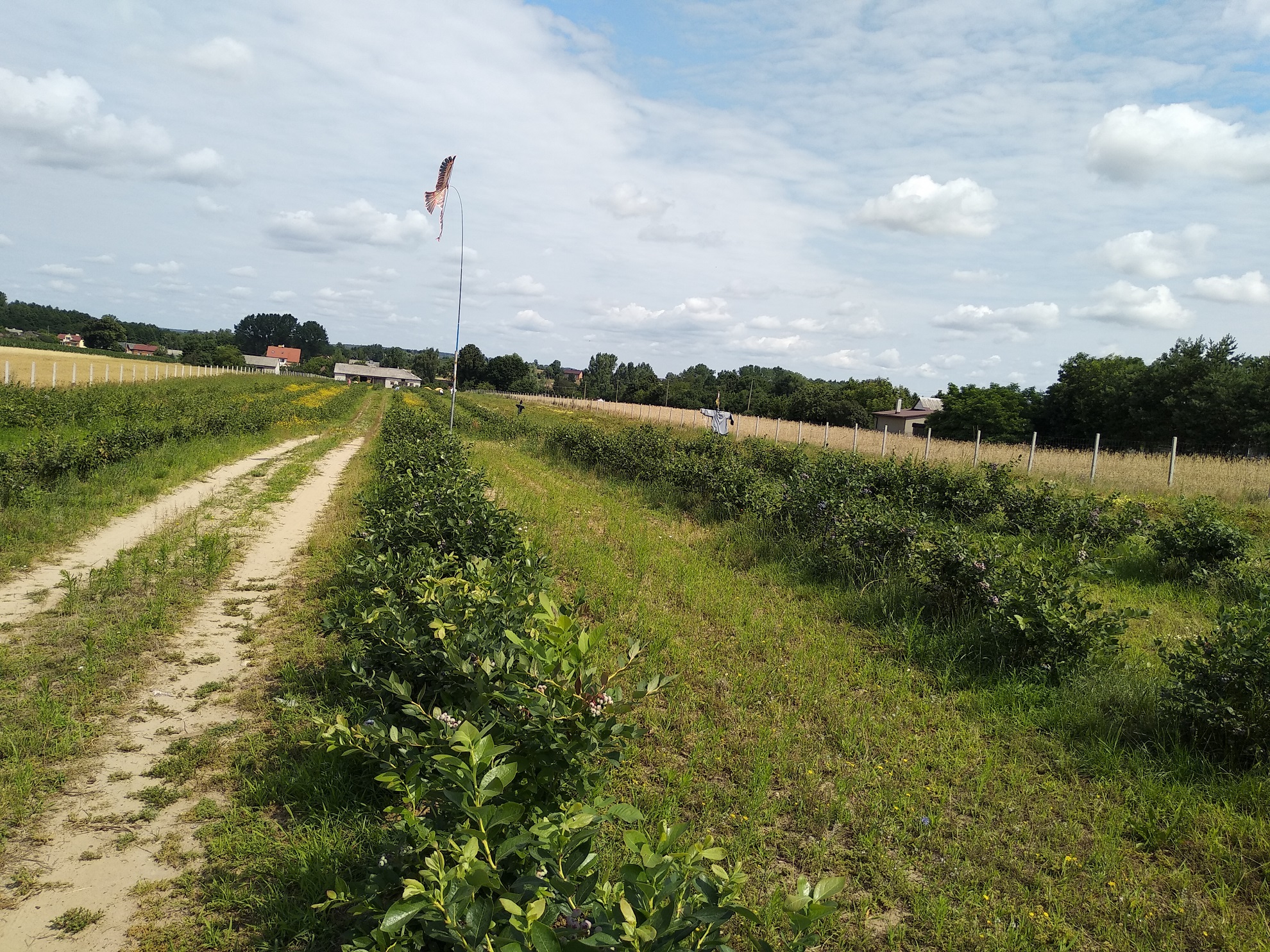 IMG_20210722_1056301