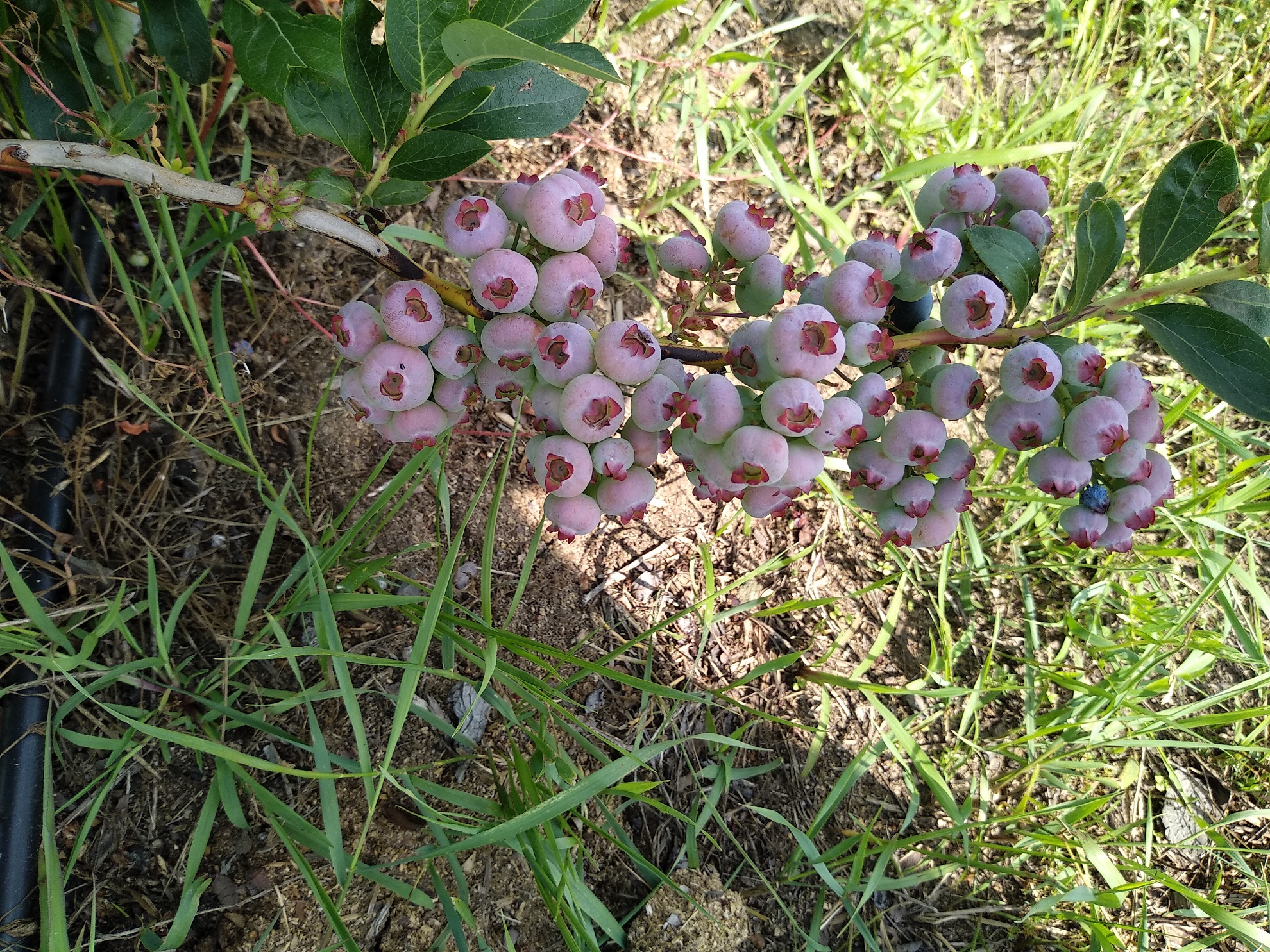 IMG_20210722_1101111