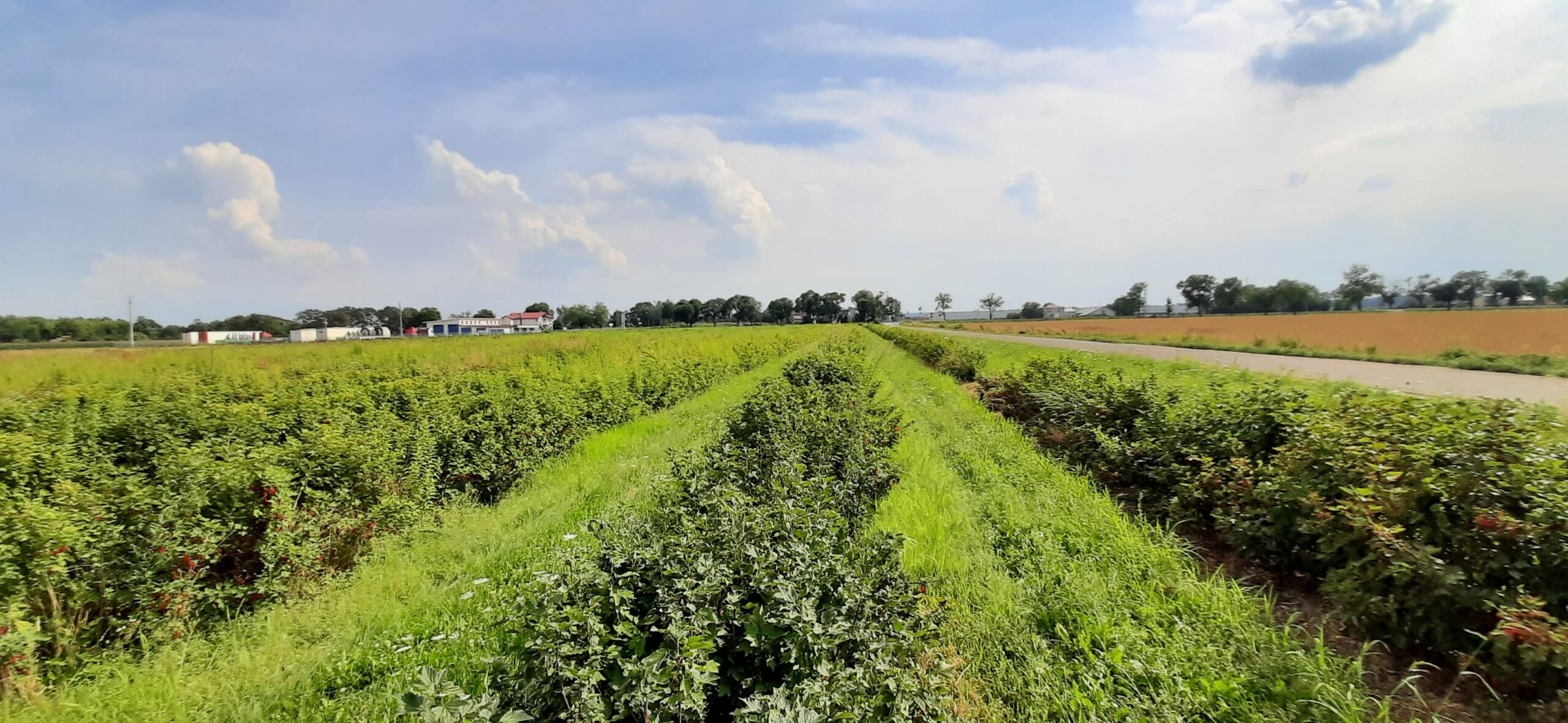 inbound3865952945420503949