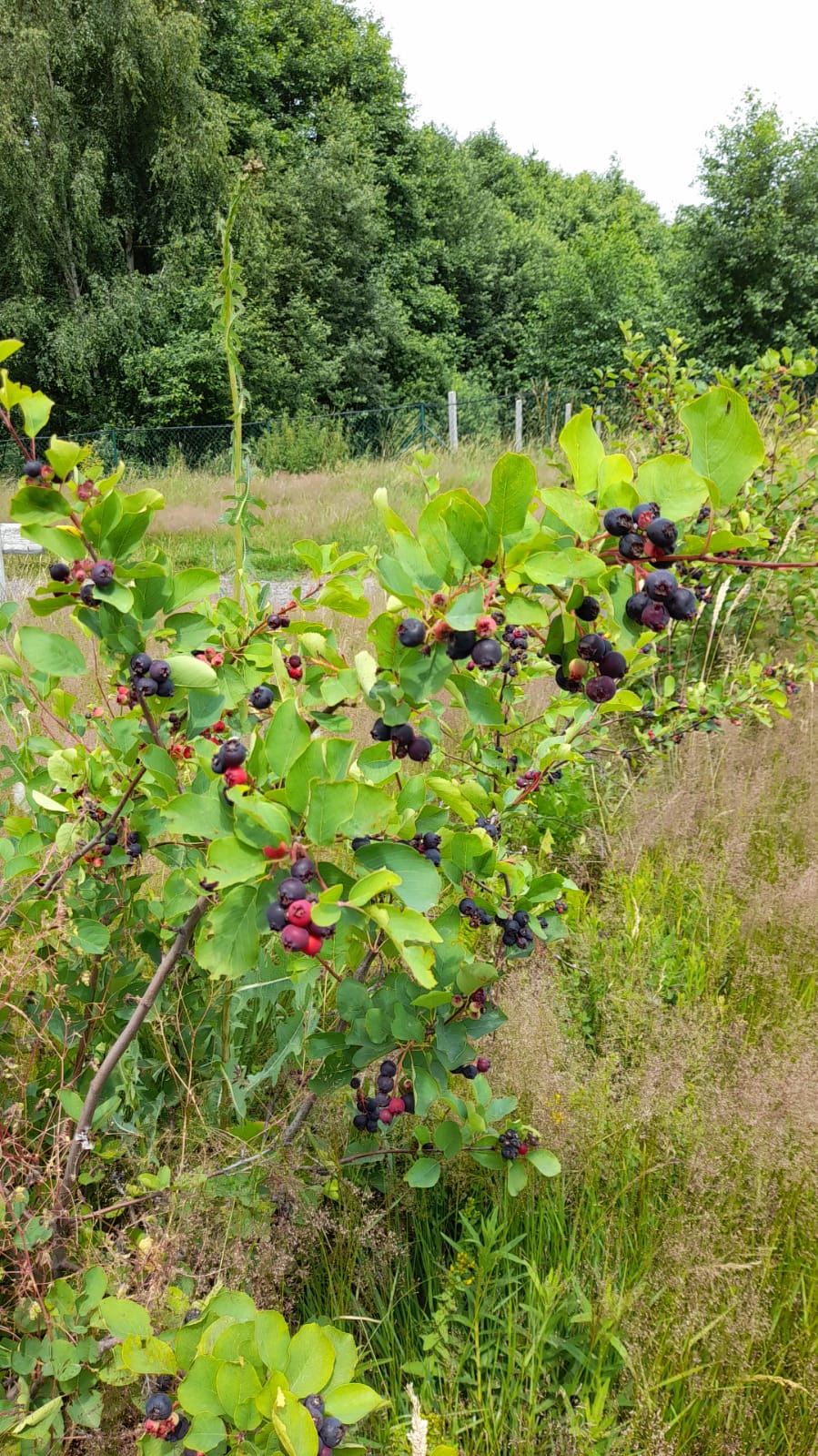 inbound8156762017296883990