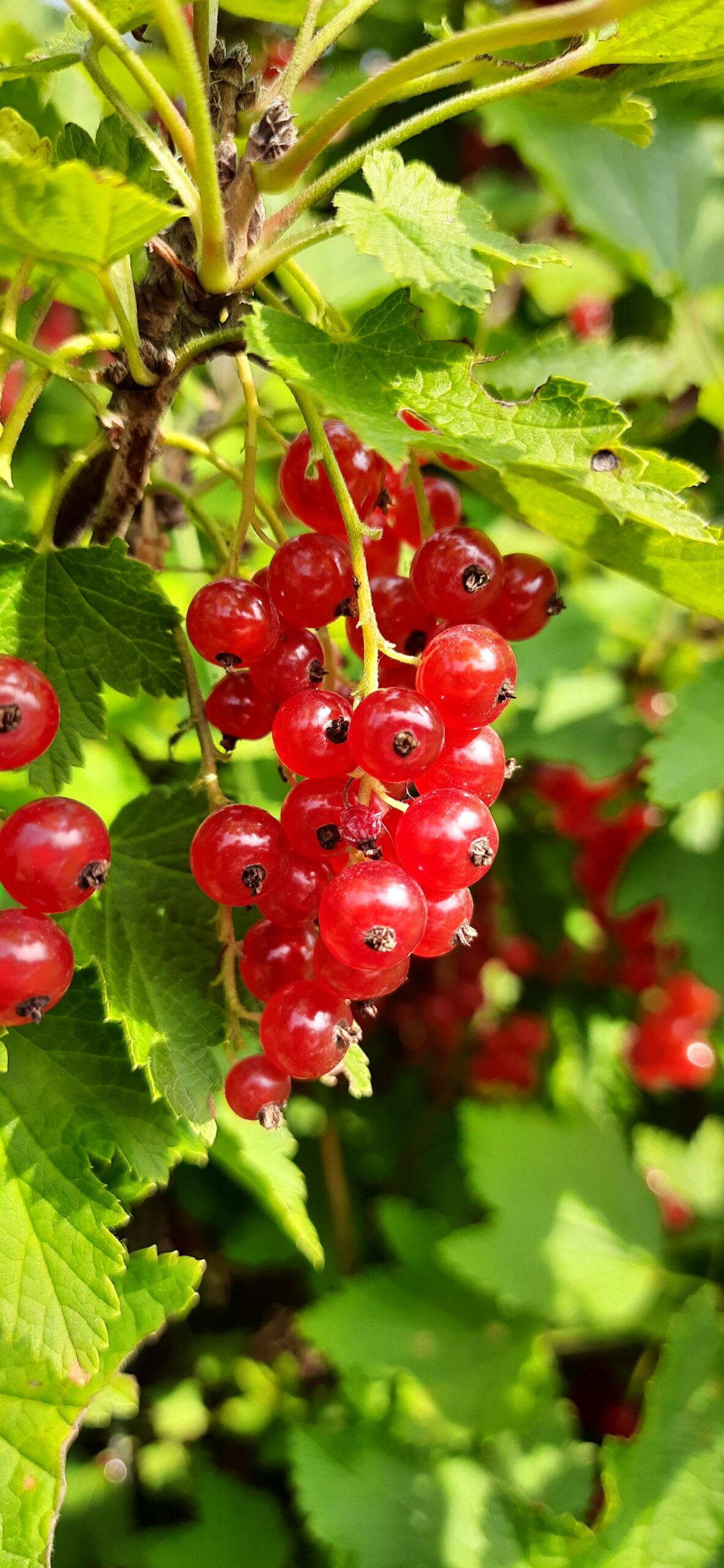 inbound894267593033085096