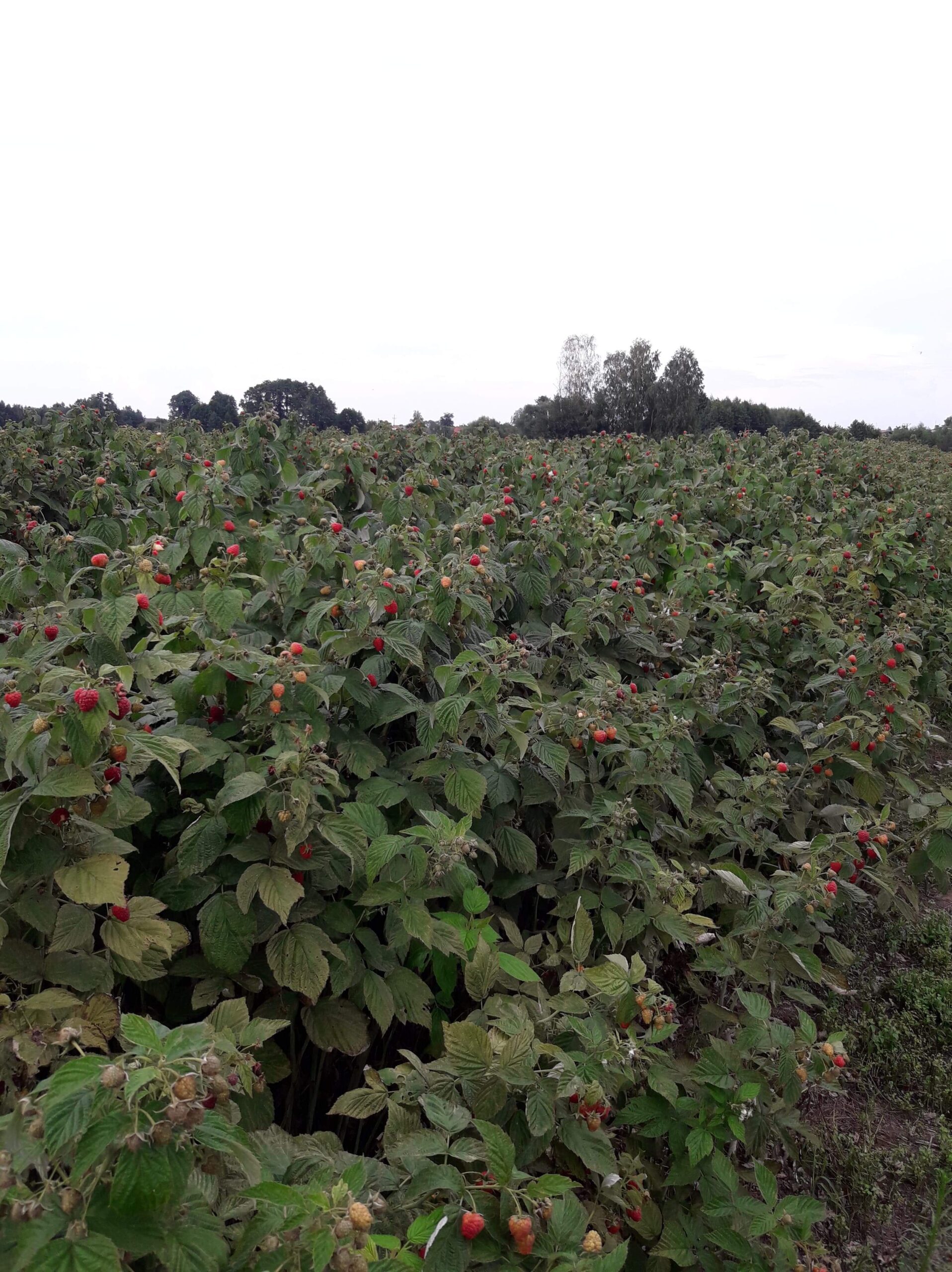 received_1961447093919107