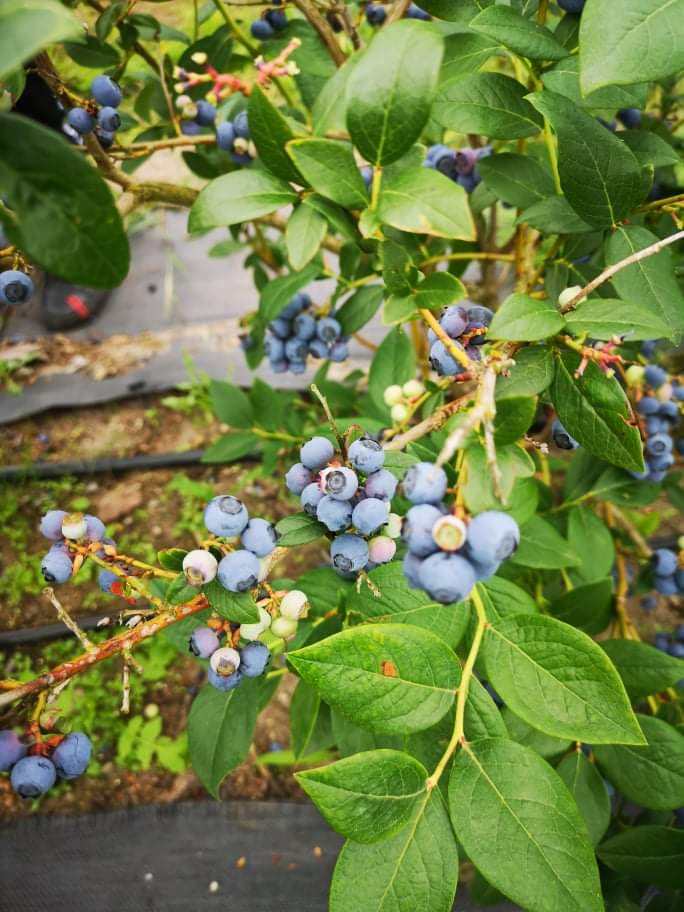 received_525102728815077