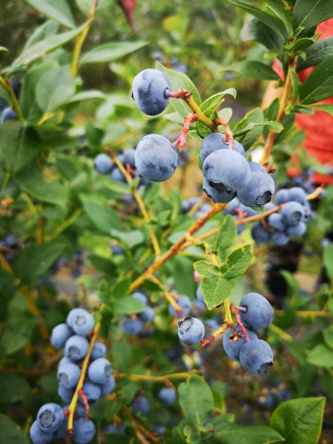 received_550710535949910