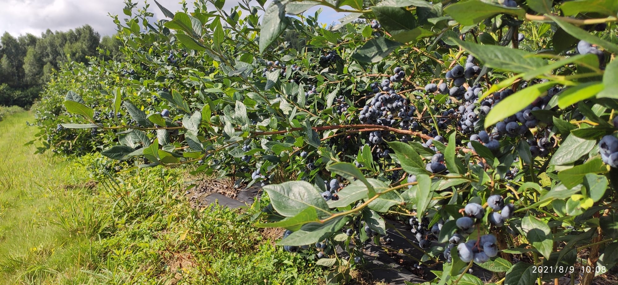 SAVE_20210809_101237