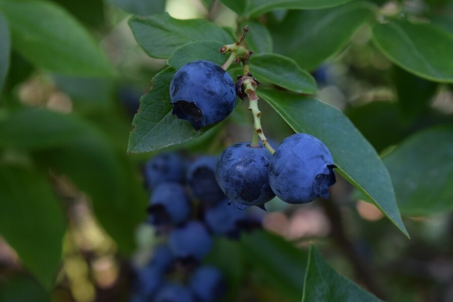 blueberries-2053127_960_720