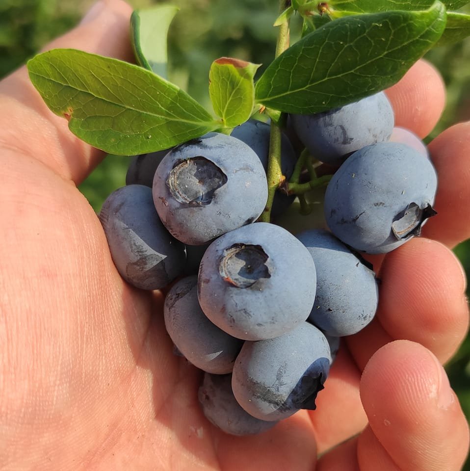 278575119_104273332277454_3724954266036725869_n