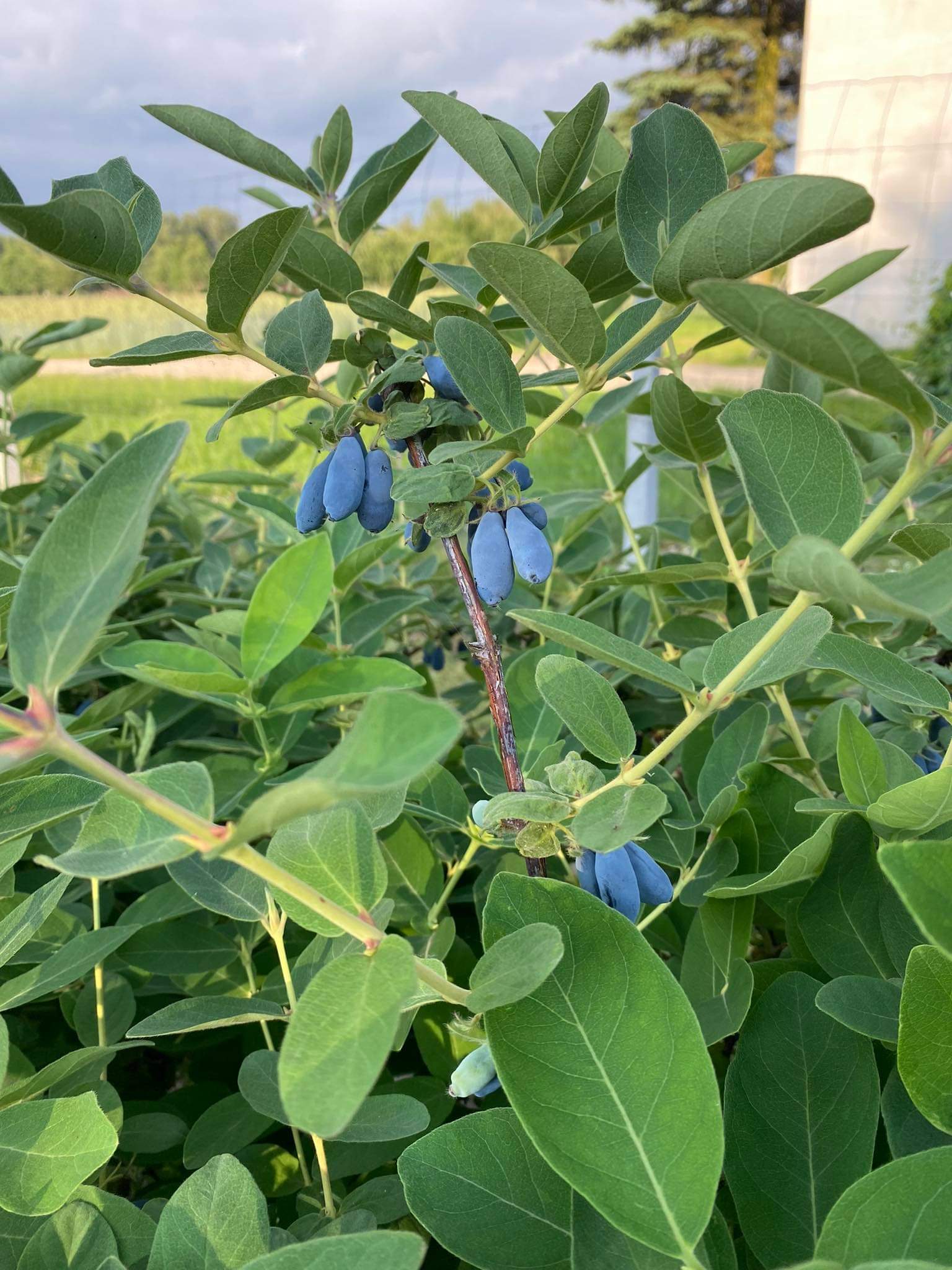 received_1447189469065727