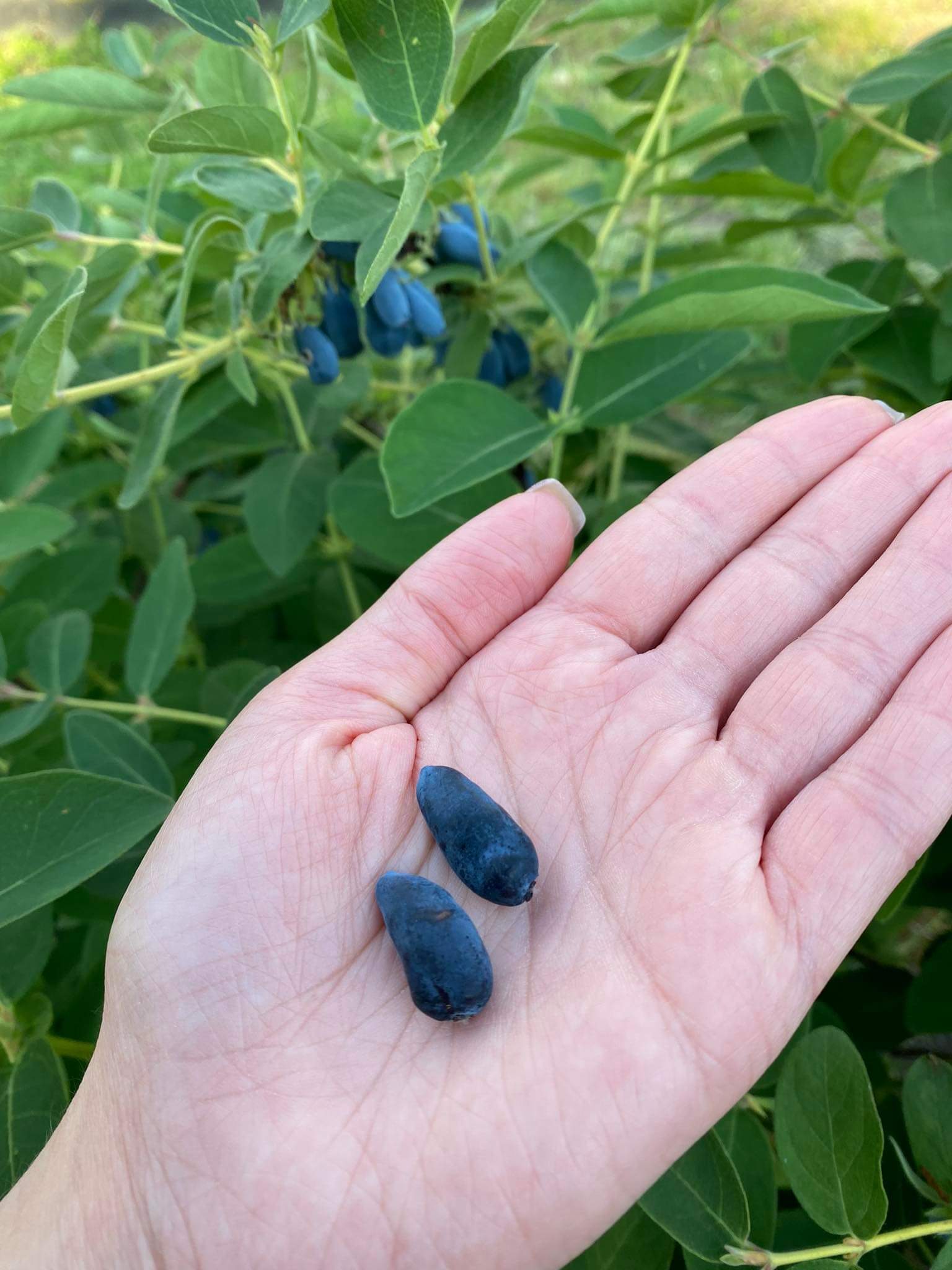 received_366173545498358