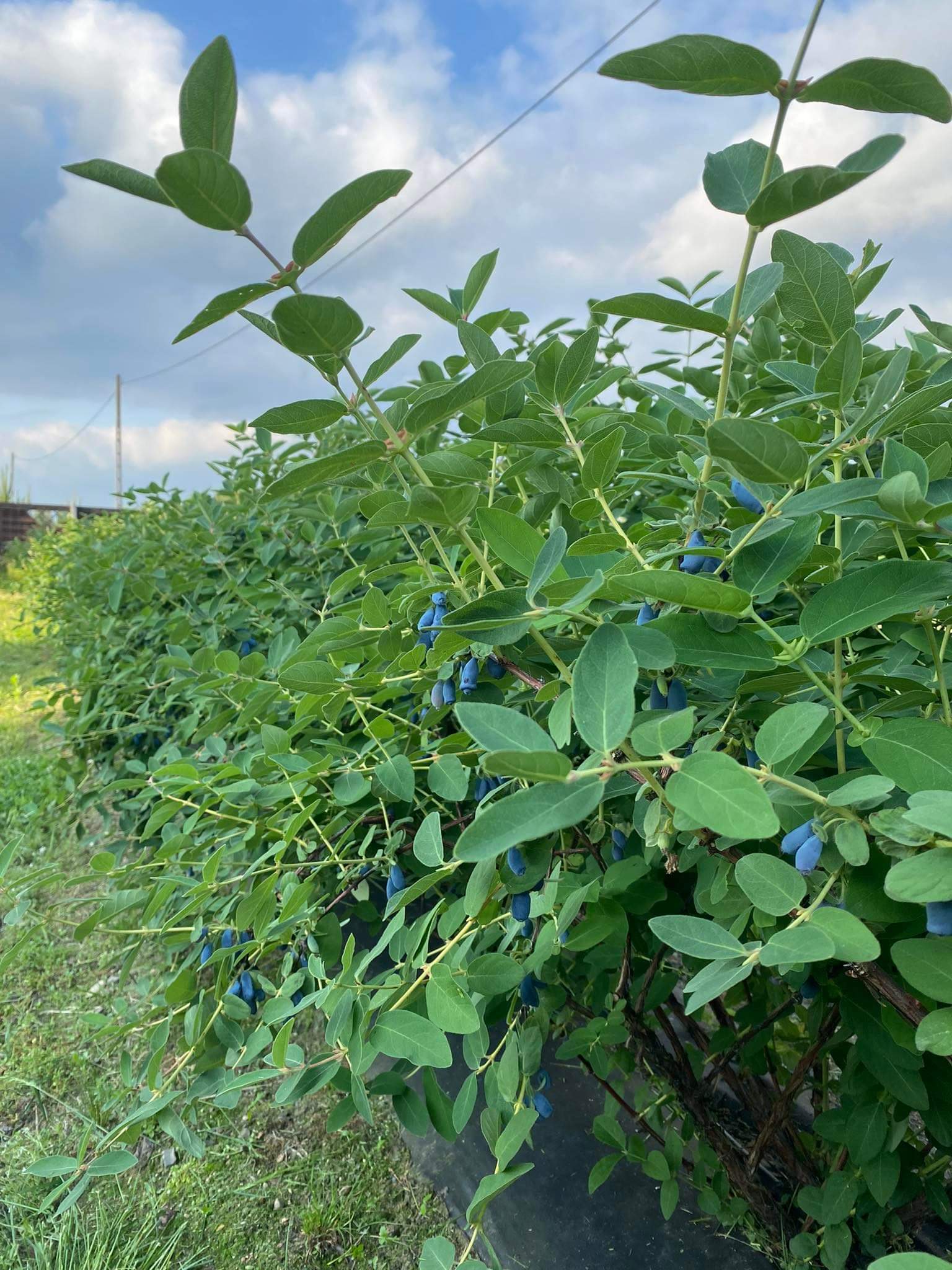 received_591872359203415