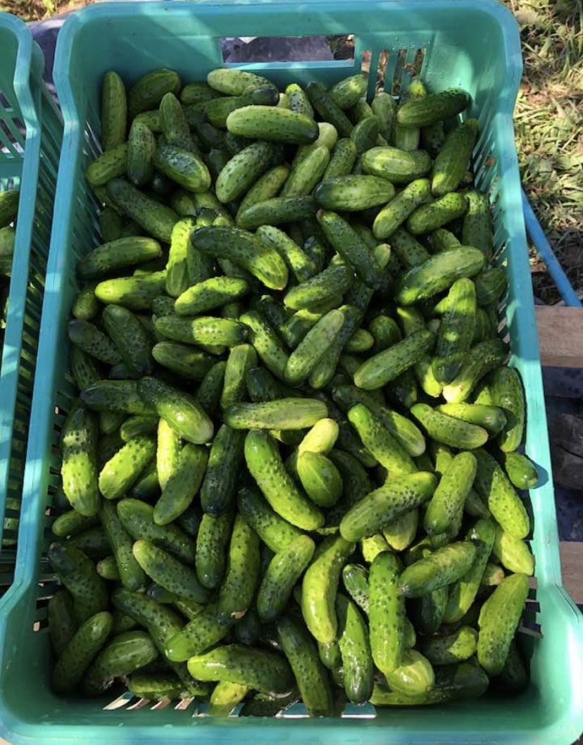 0530A383-8930-44EA-9360-C6A961278F72