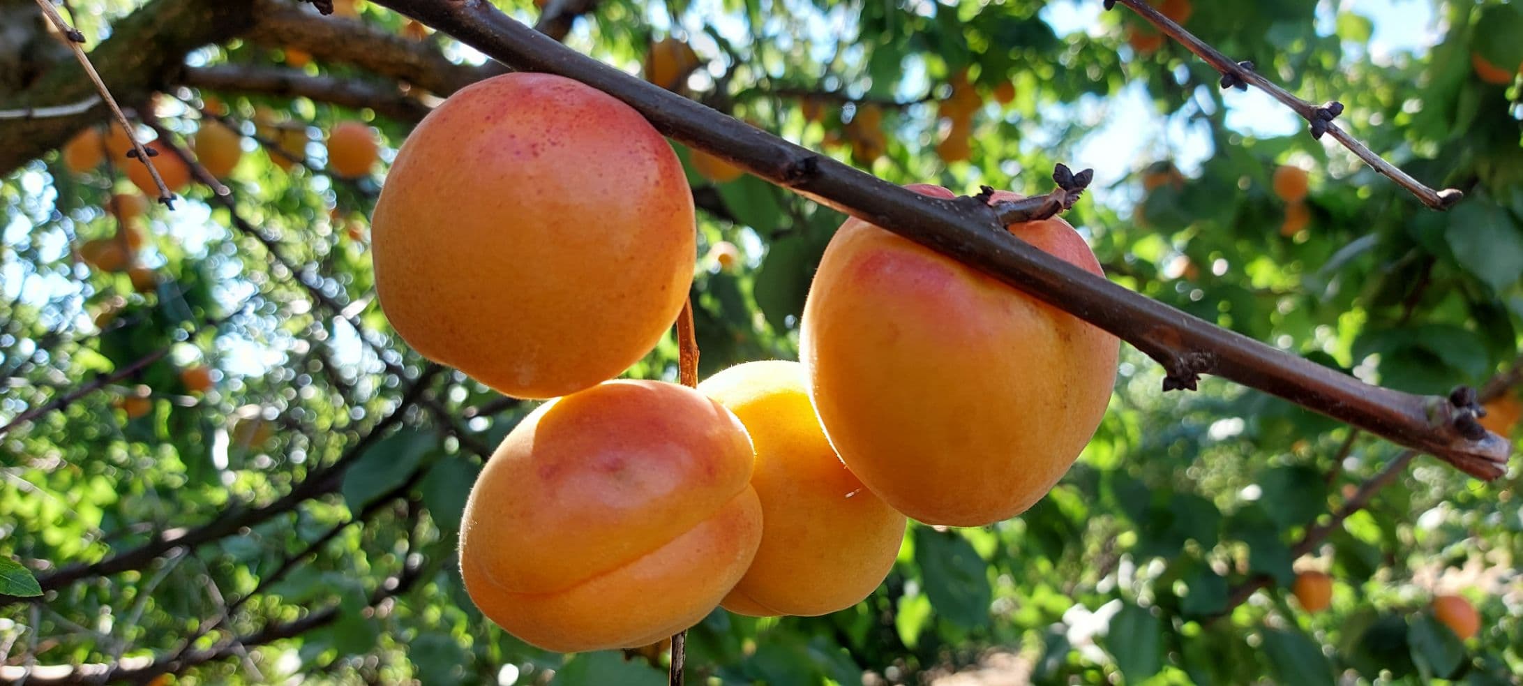 293638801_582461233507664_730480478260771990_n-1