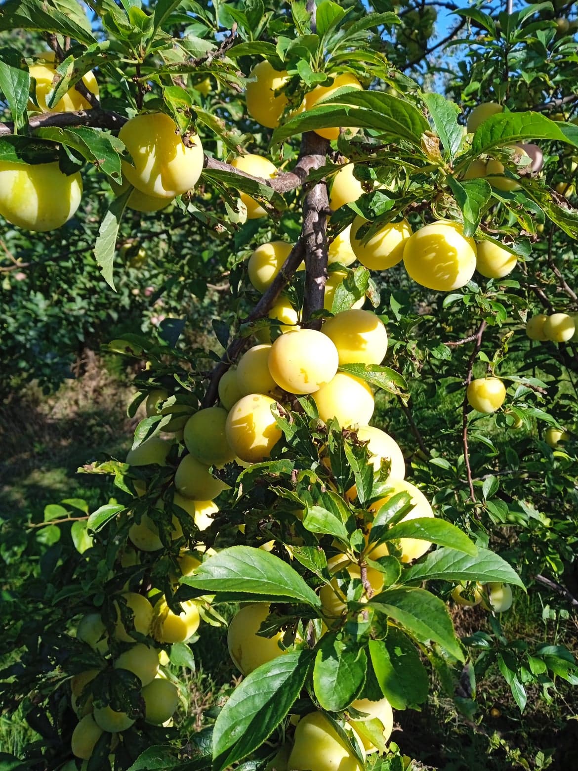 297014964_773151443717309_3015664887502792742_n