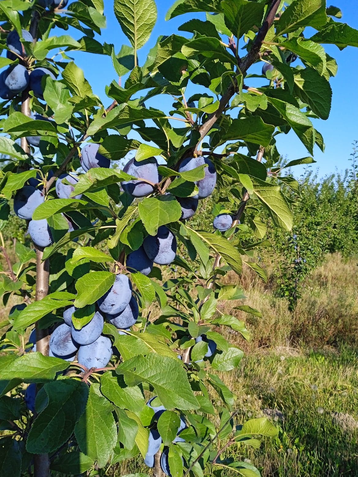 297058397_781038153170559_4218314081284134413_n