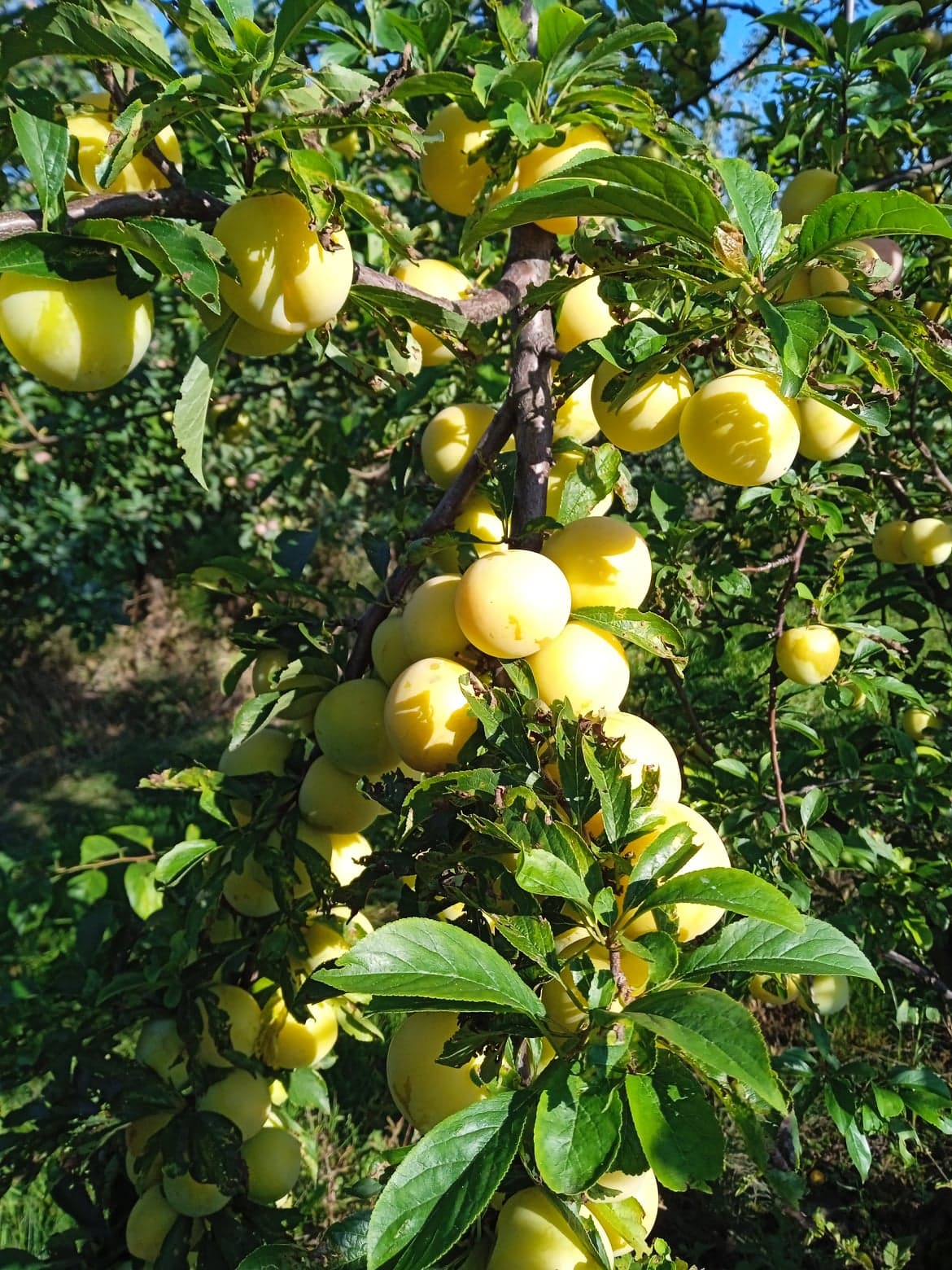 297239290_427445809438606_7583740357599097953_n