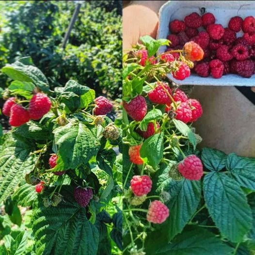 299125885_5047011365402884_827174701867352478_n