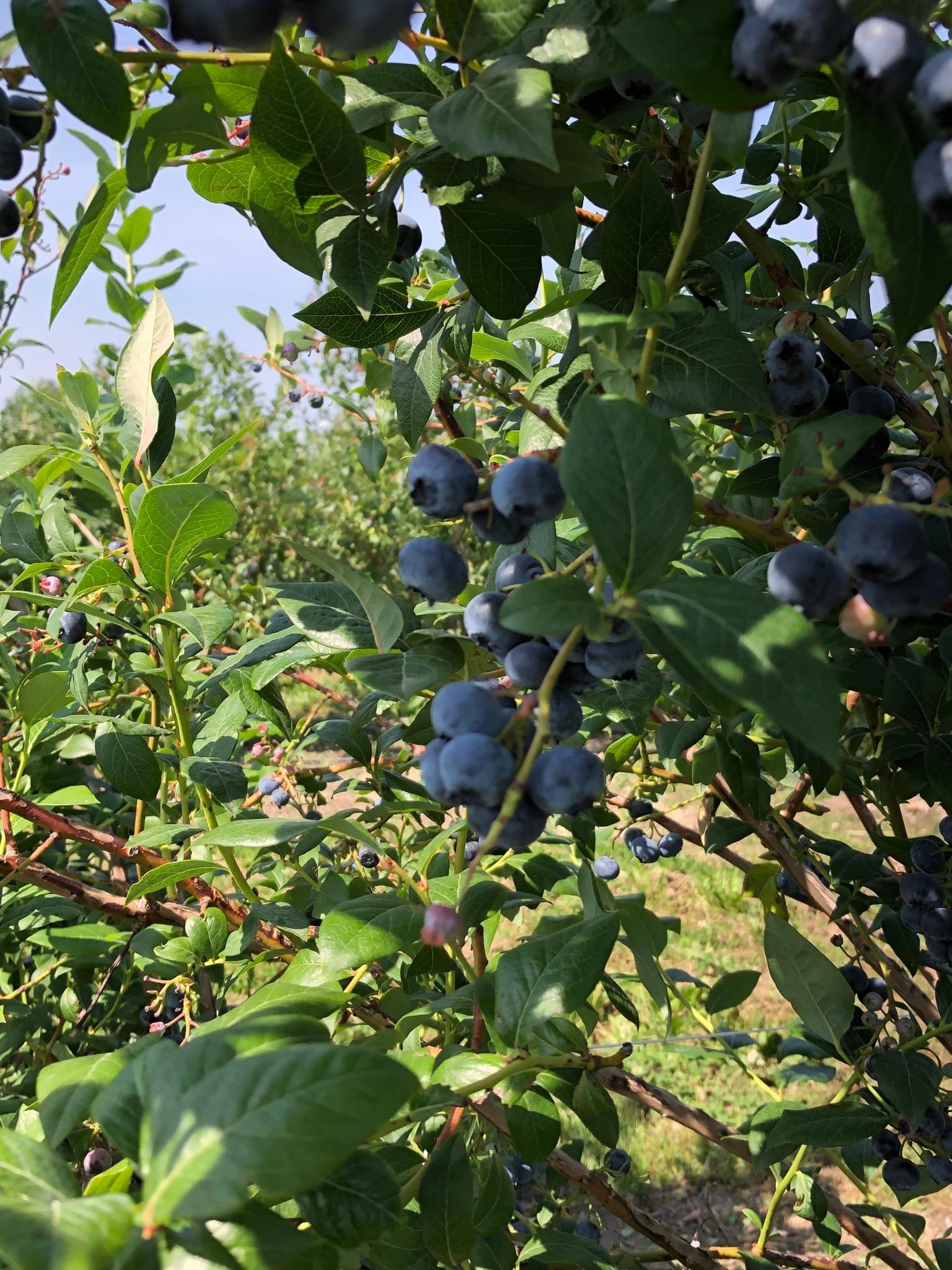 B0723A96-E6FA-42CA-AF3A-241A4ADB1EAB