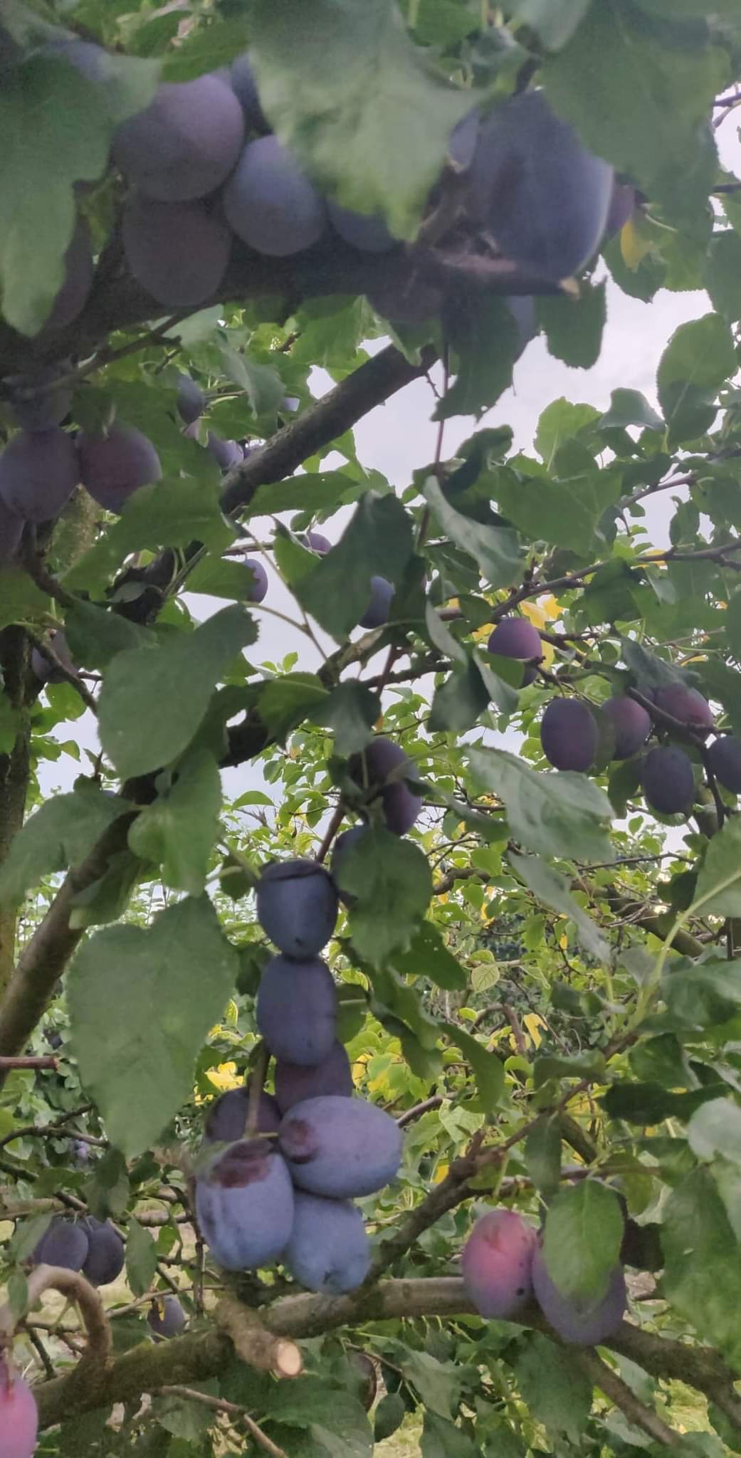 received_2092724527577187