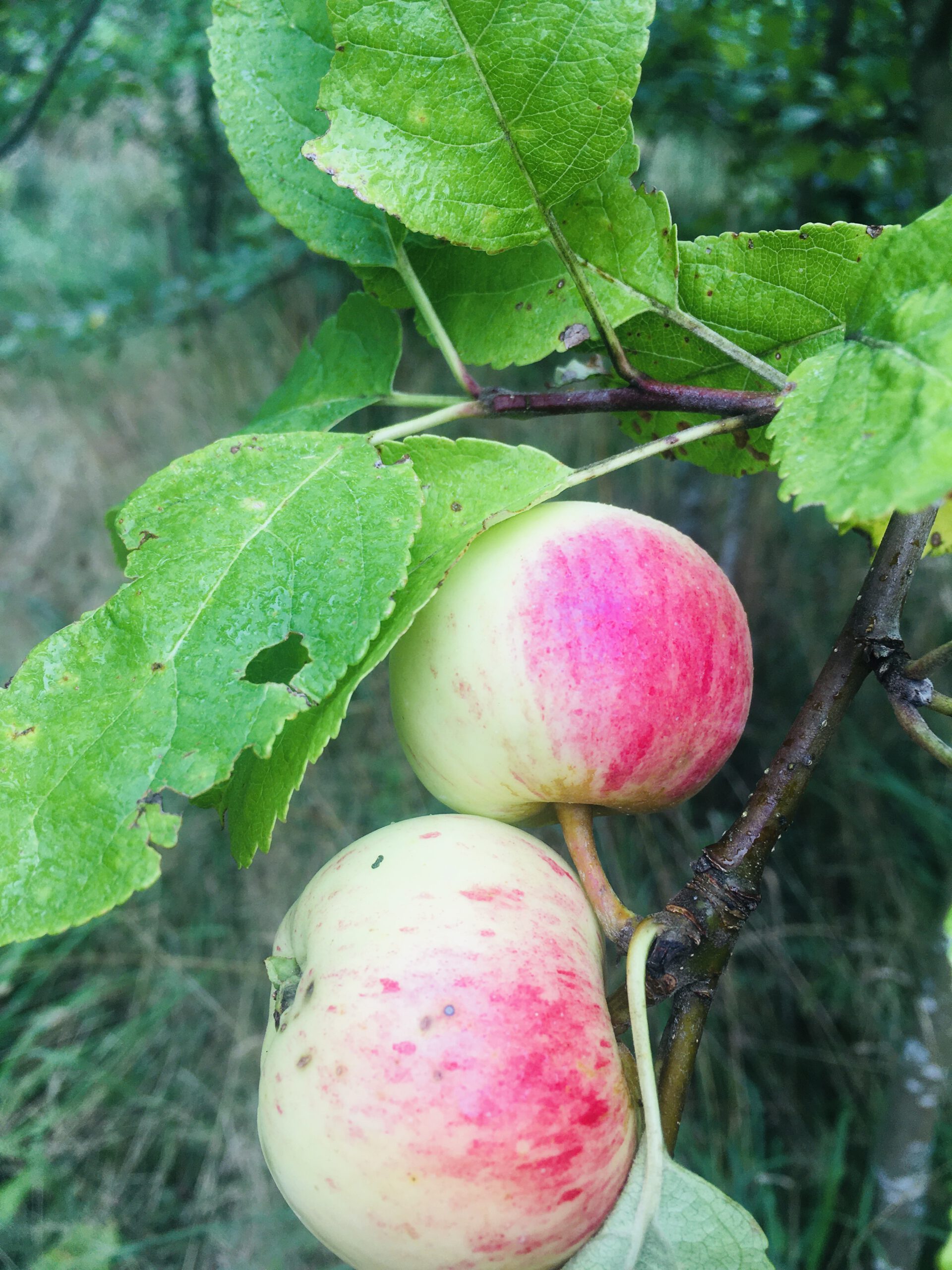 13DFDE7A-7C00-4531-8EFA-121F779E6400