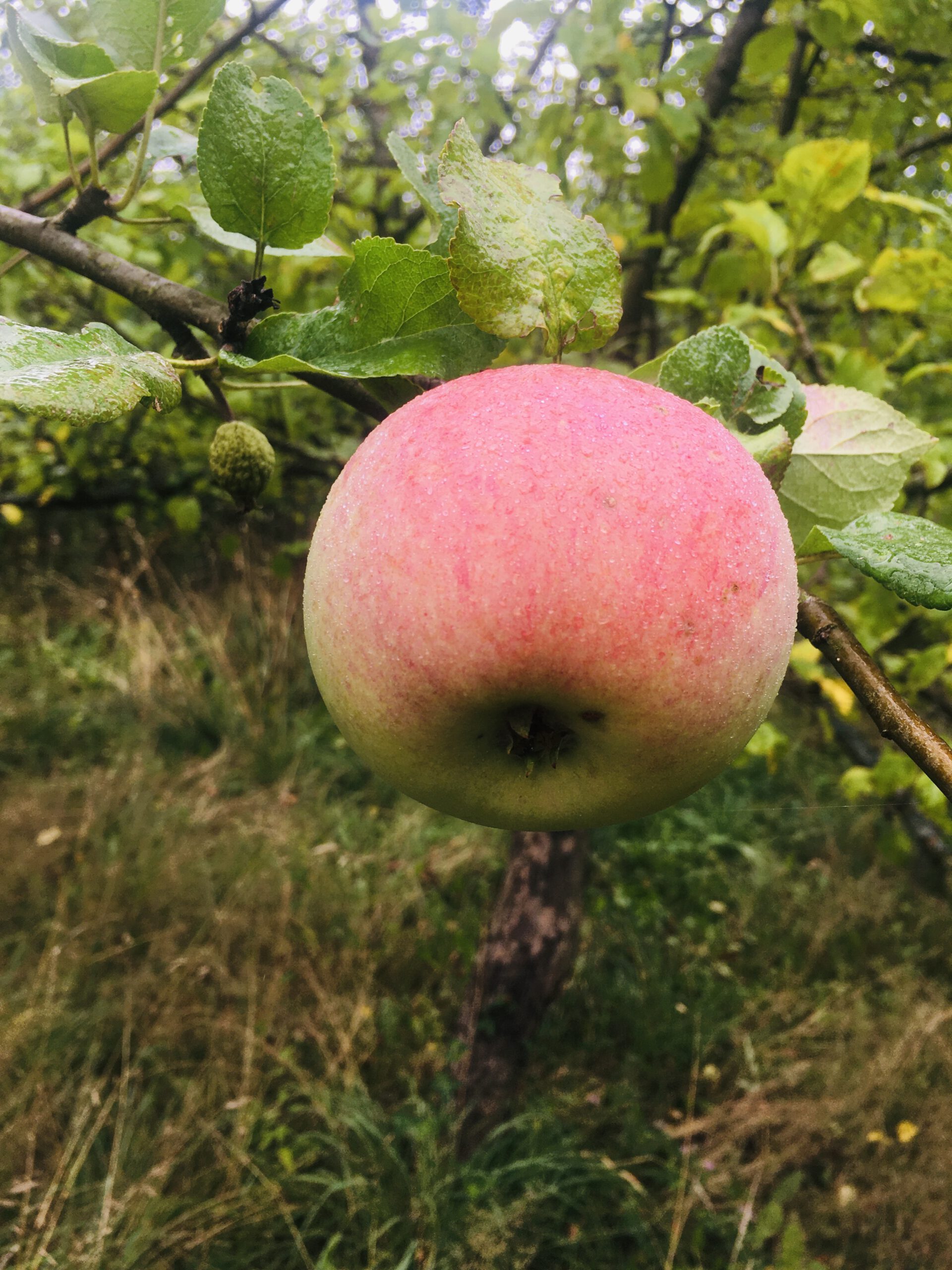 ECBE88B5-CD84-441E-A12C-8820833BCC61