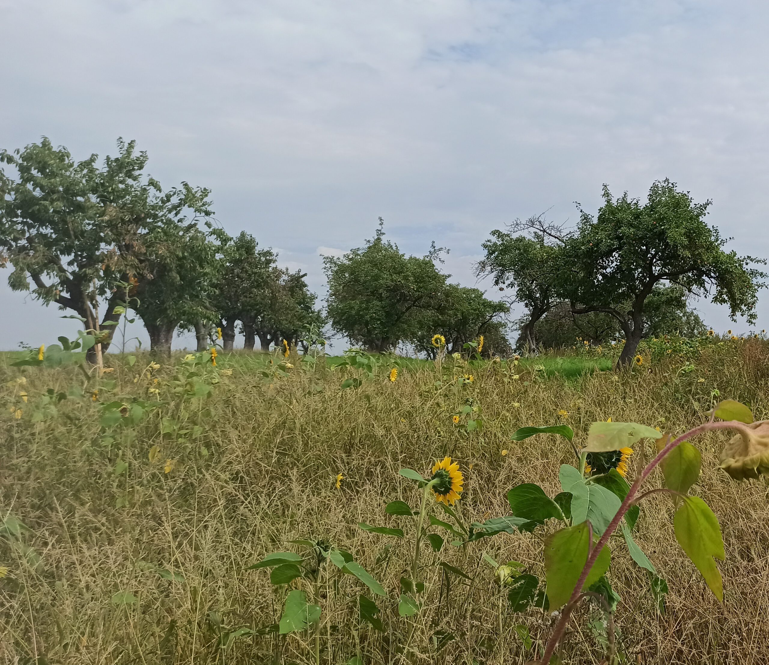 IMG_20220908_1228193