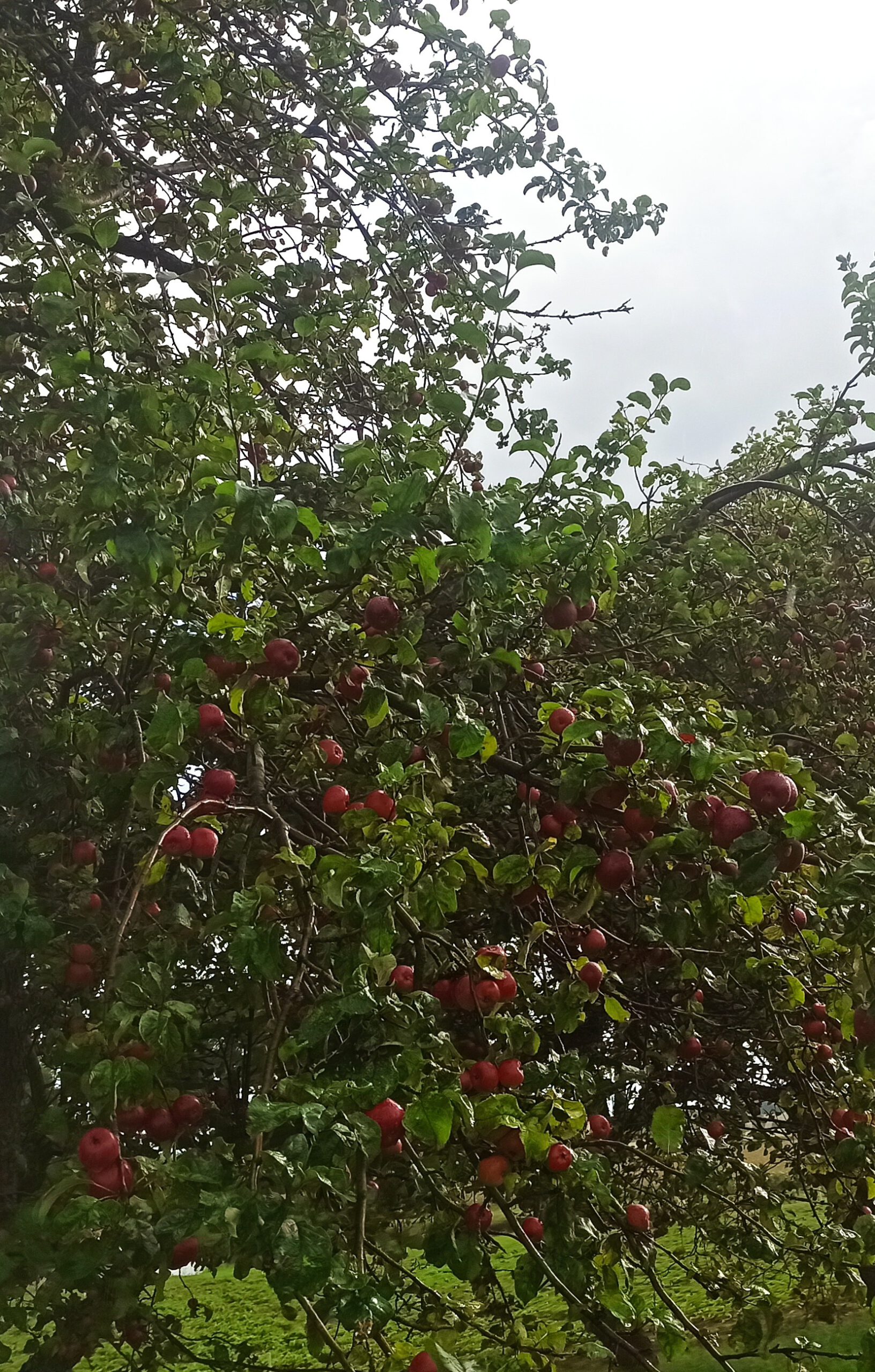 IMG_20220920_1547582