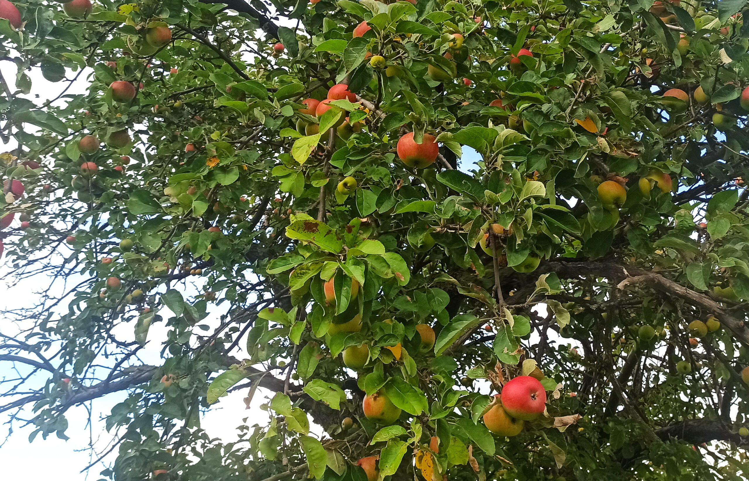 IMG_20220920_1551112