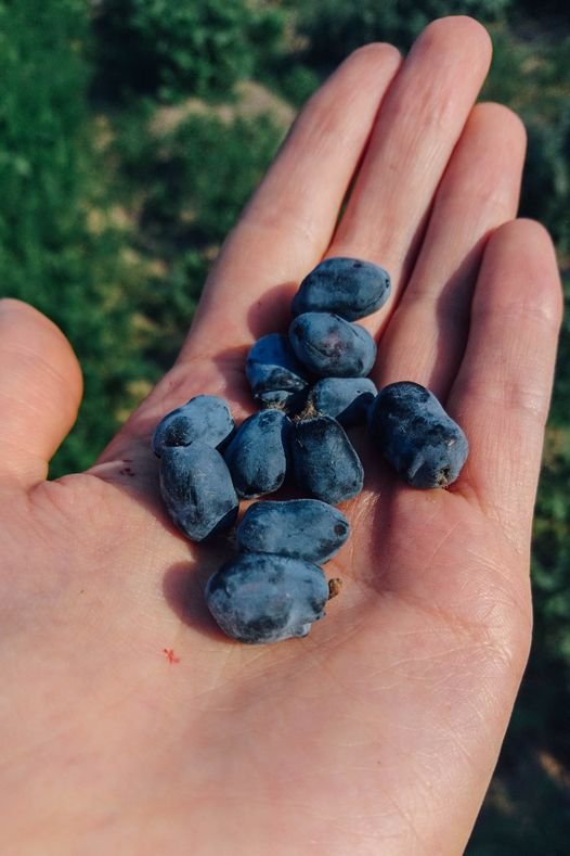 289062365_3136201153264846_3078570296708031360_n-1