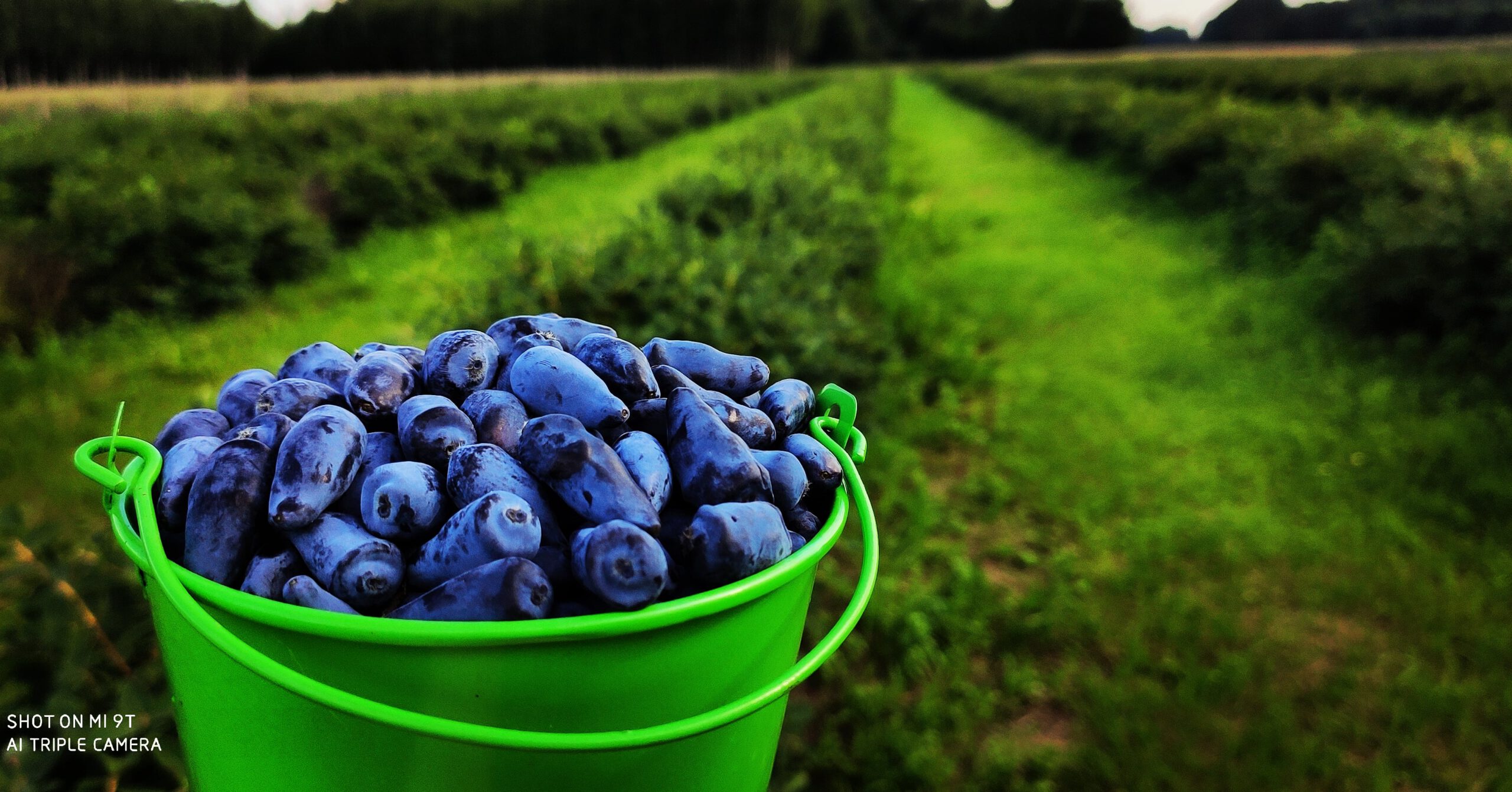 IMG_20200625_235708_394