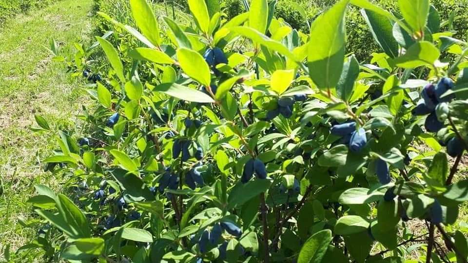 inbound1454620743913366426