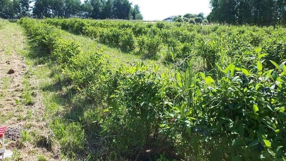 inbound7559223249380081429