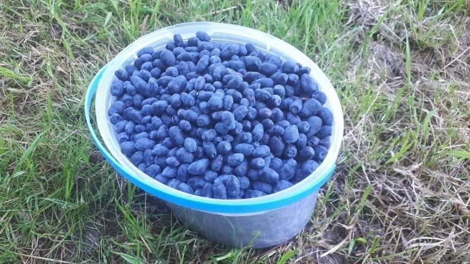 inbound9122724818480538166