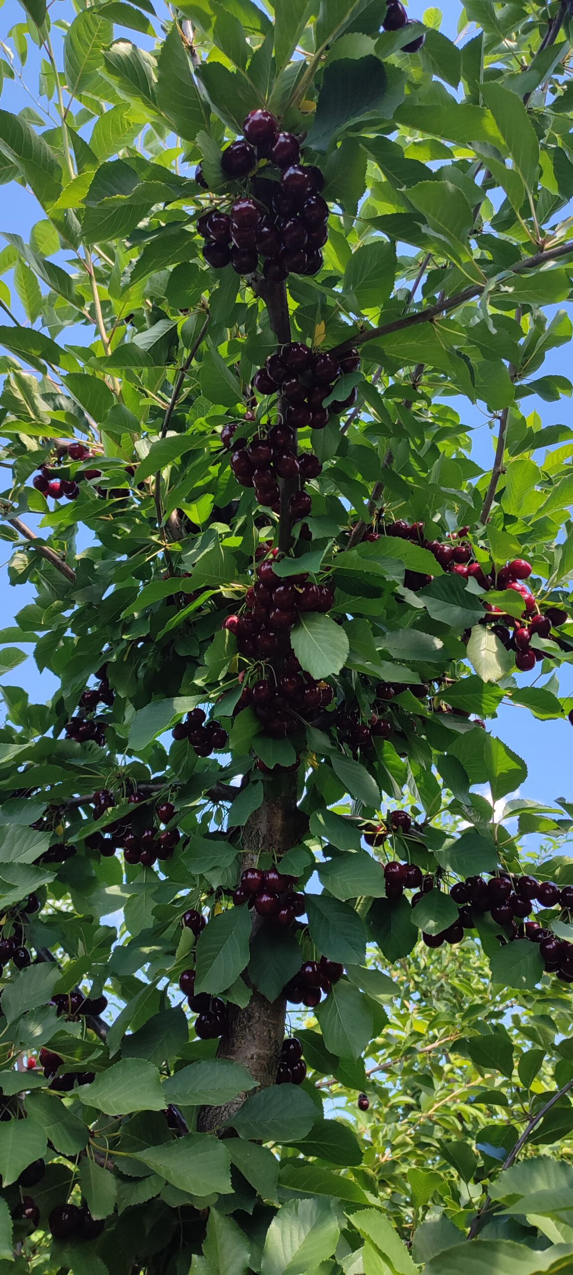 received_558175589304504