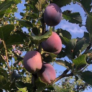 241533741_1213056349194450_8014933122123681182_n