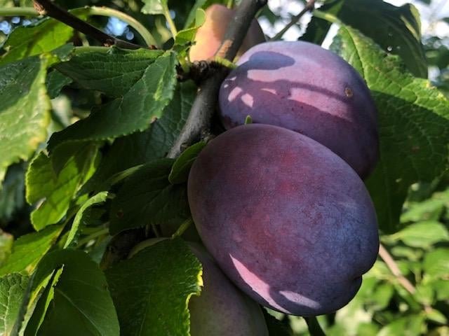 301038969_1448824612284288_5903113326007514367_n