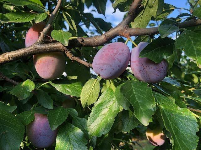 301096671_1448824178950998_4941660977789440144_n