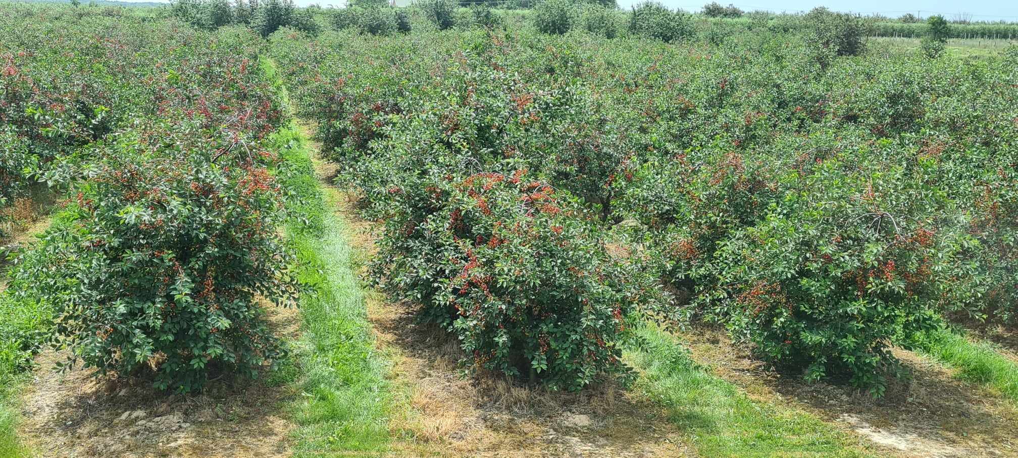 354272951_1462217620986071_1168244576864159866_n