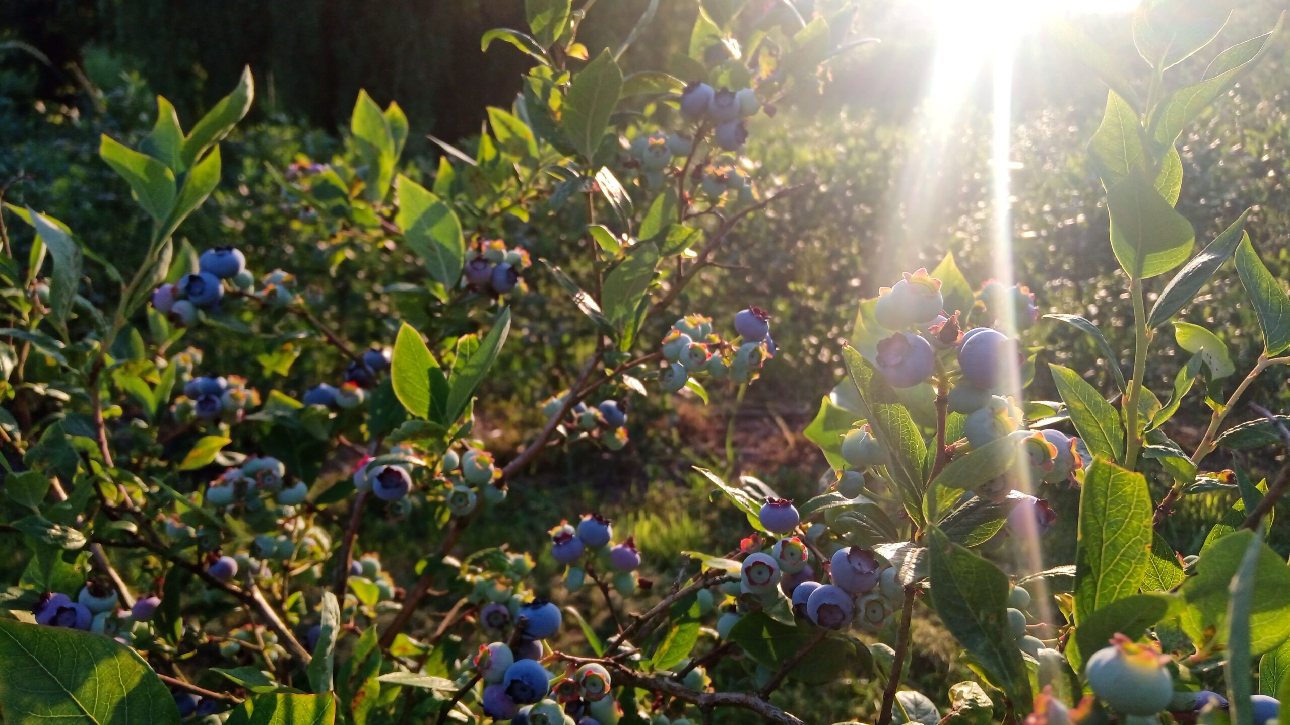 IMG_20230703_192407-min