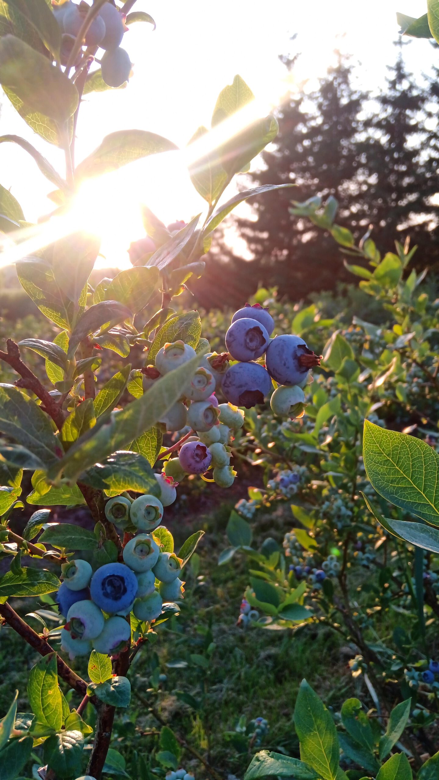 IMG_20230703_195528-min