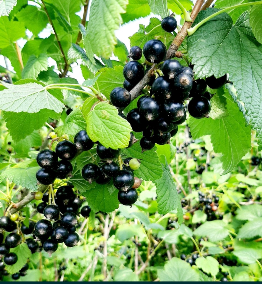 Screenshot_20230706-194438_OLXpl