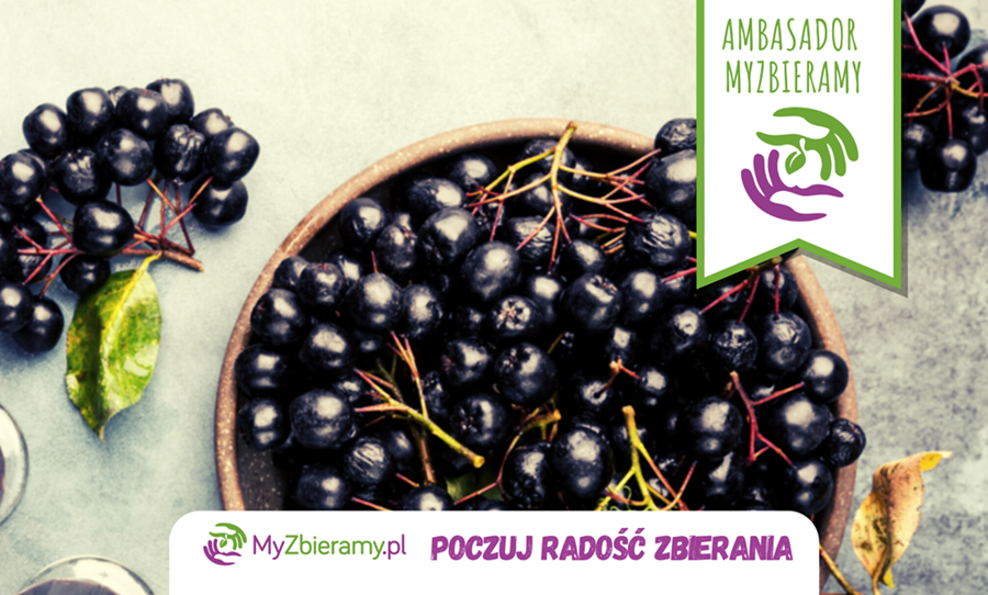 aronia_myzbieramy