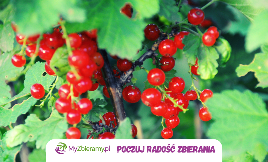 porzeczka_myzbieramy