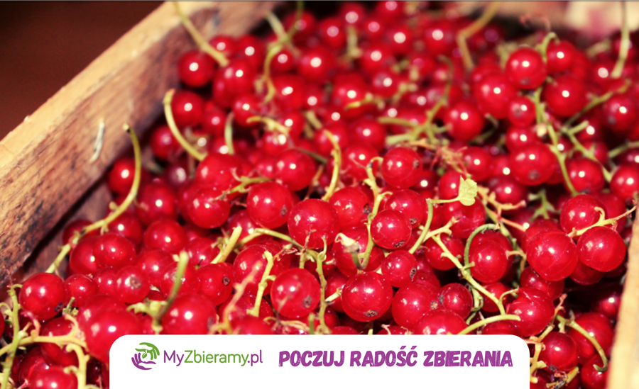 porzeczka_myzbieramy2