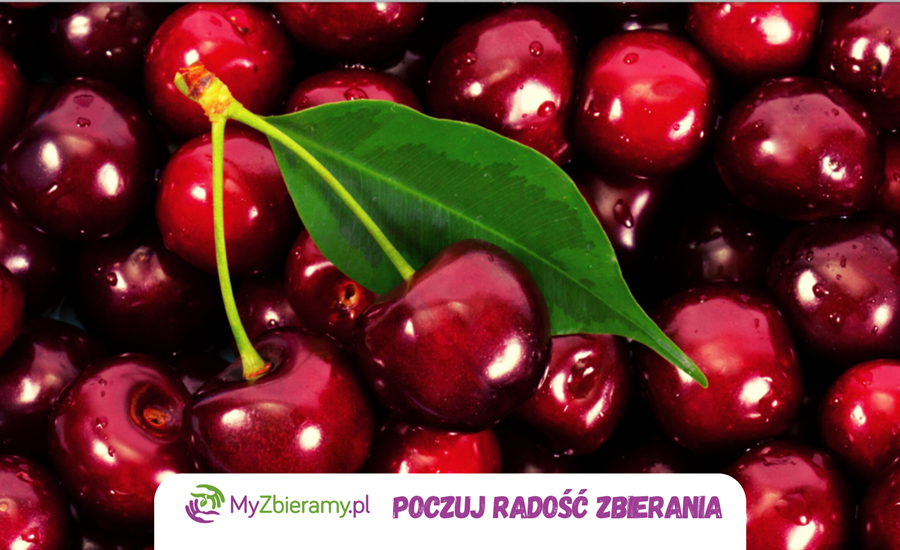 wisnie_myzbieramy