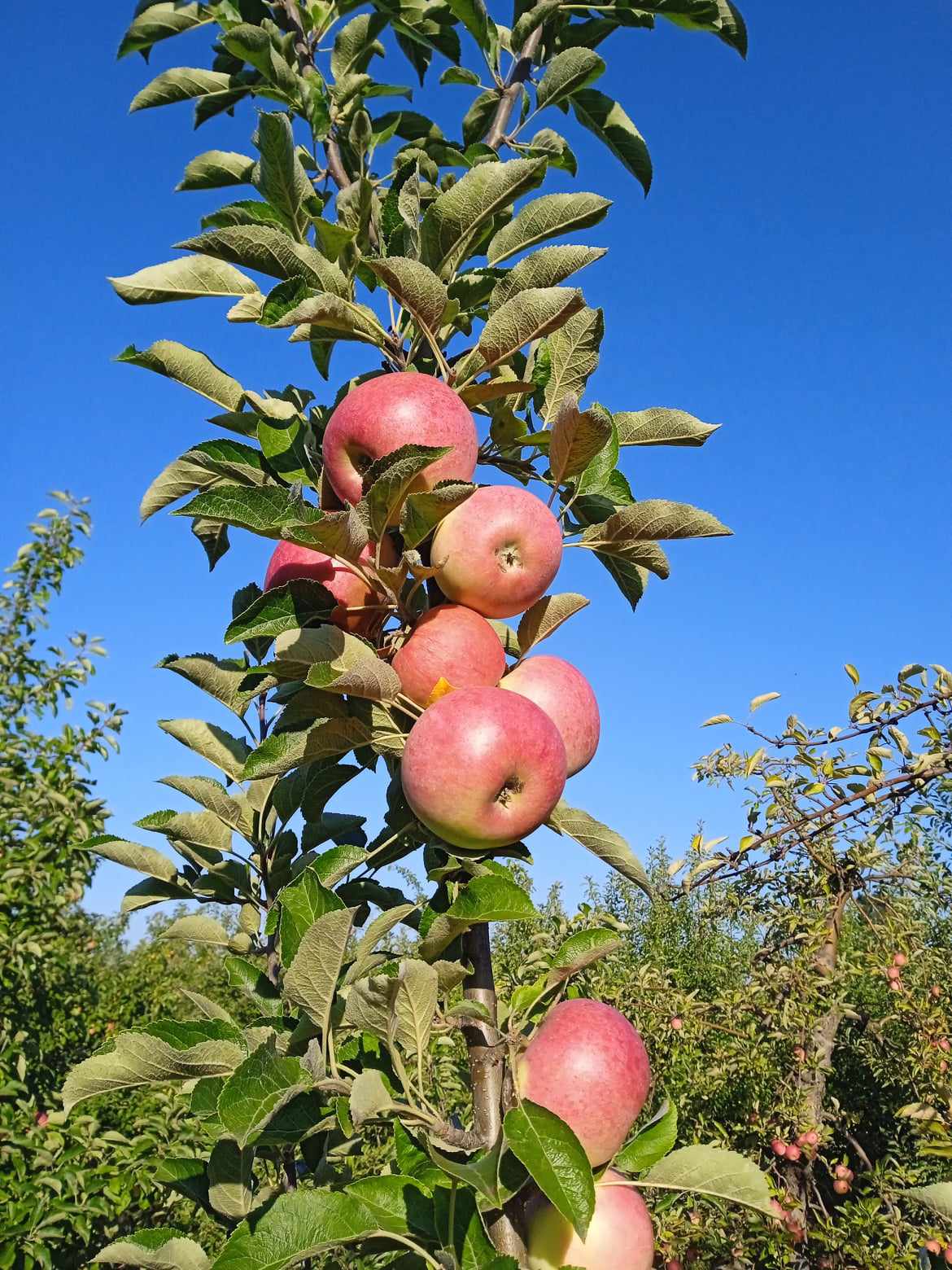 371454168_1214744195887968_6378277651423781409_n