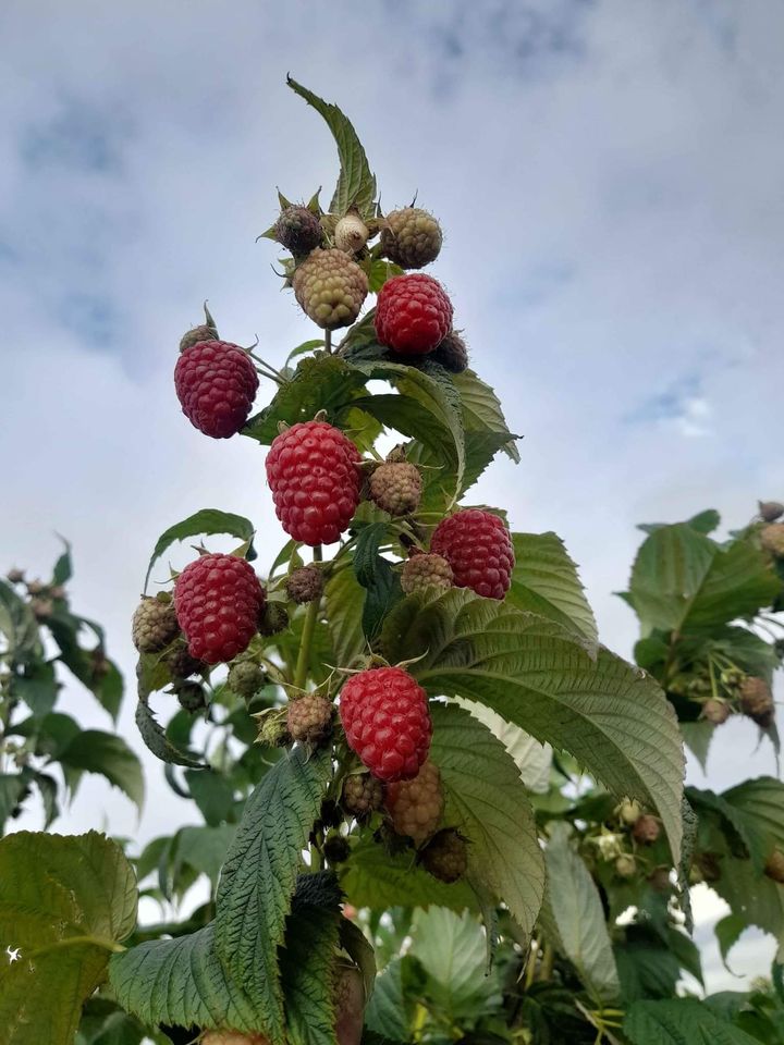 306894780_5558758944220648_3077974387240373309_n