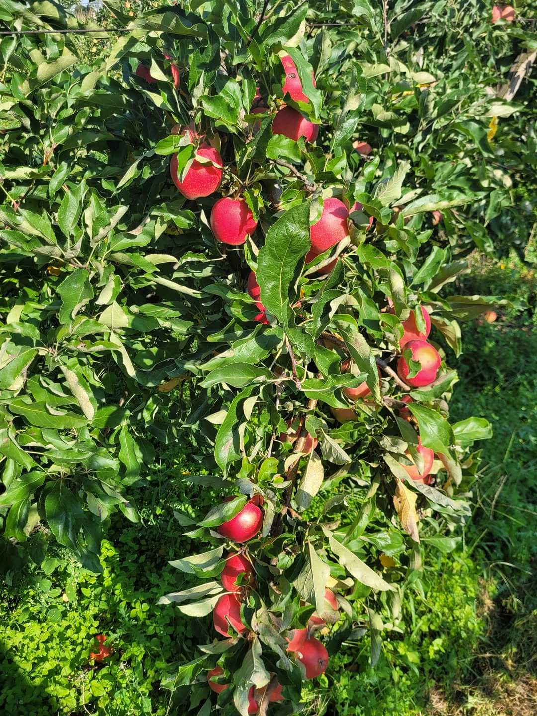 FB_IMG_1694888586627